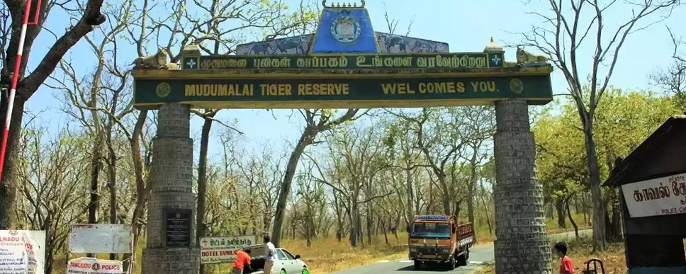 Mudumalai Wildlife Sanctuary